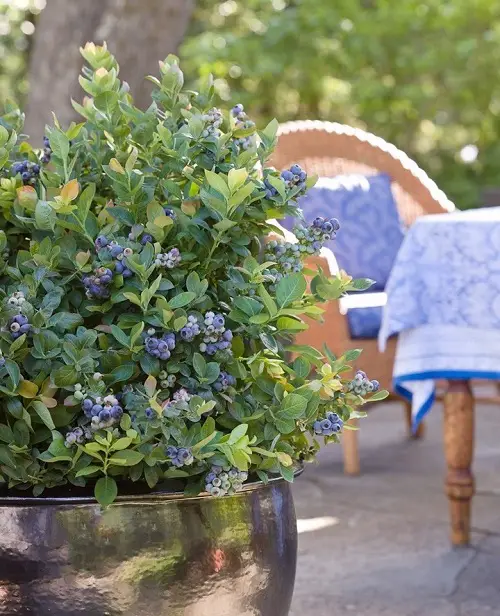 Types of Wild Berries