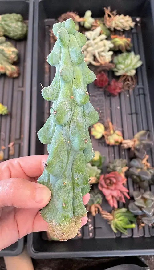 Boobie Cactus Care