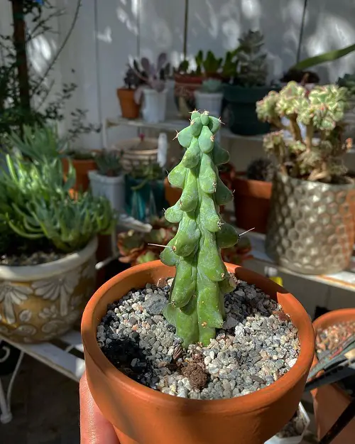 Requirements for Growing Boobie Cactus