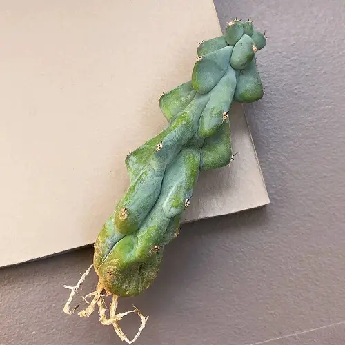 Propagating Boobie Cactus