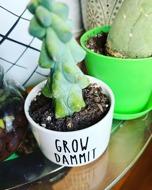 Best Pot Size for Growing Boobie Cactus