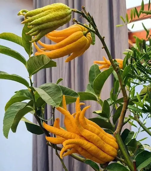 Most Strangest Fruits in the world