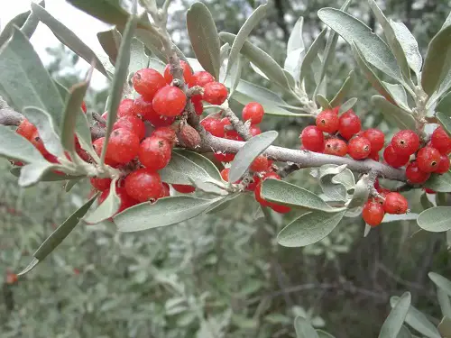 Types of Wild Berries5