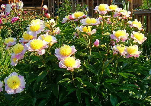 Amazing Best Yellow Peony Varieties
