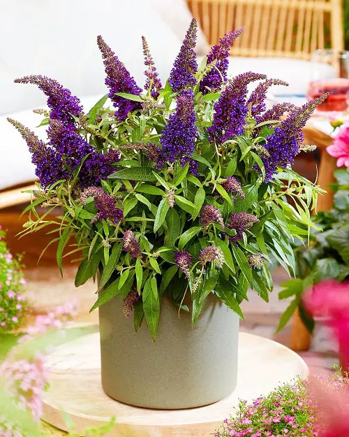 lovely Annual Flowers that Bloom Throughout the Summer