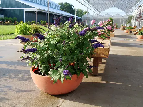 Blue and Purple Flowers