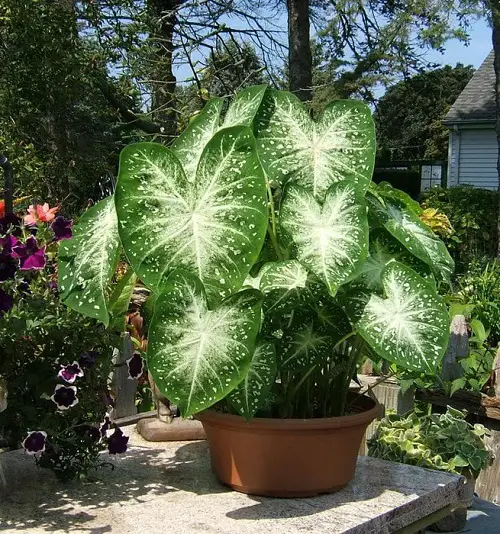 The Best Plants to Have on Your Curb
