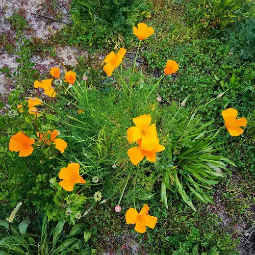 Marigold-Looking Flowers