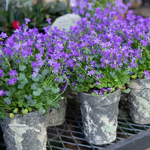The Cutest Blue and Pink Flowers