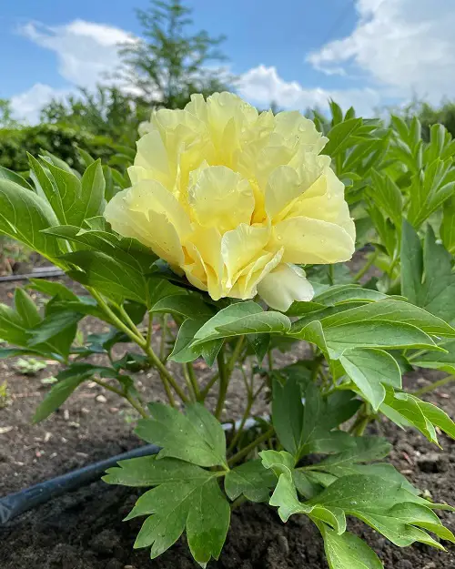 Yellow Peony Varieties for garden
