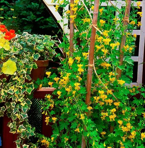 best Stunning Climbers and Vines for the Patio and Balcony
