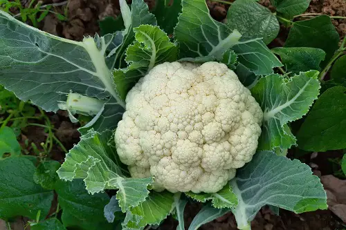 Bad Companion Plants for Watermelons cauliflower