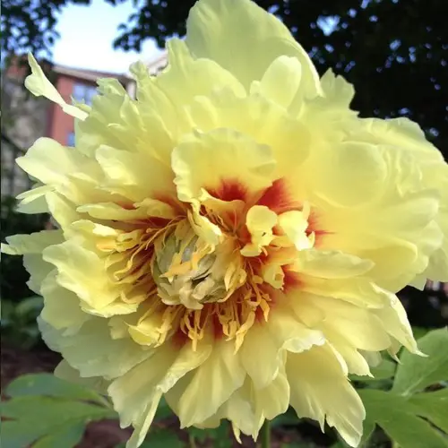 Gorgeous Yellow Peony Plant Varieties for Gardens 
