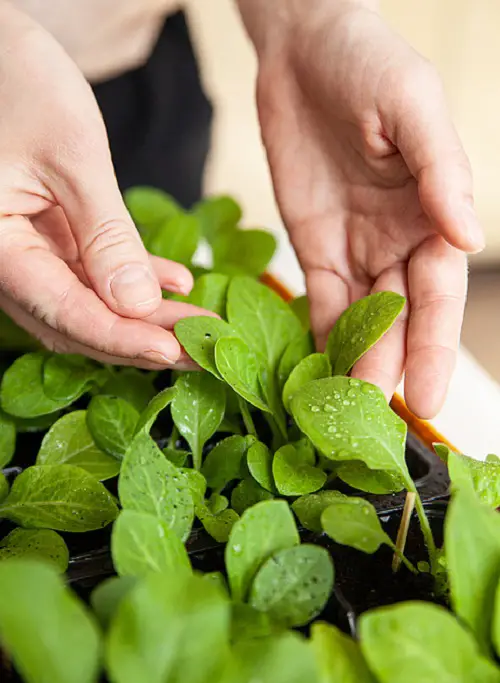 Secrets to Grow Sweetest & Less Bitter Spinach