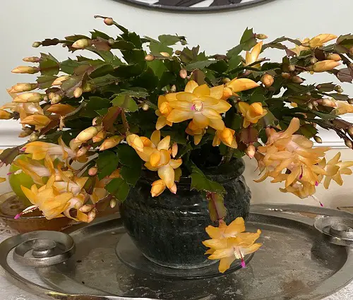 Yellow Flowering Cactus in door