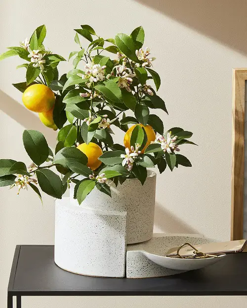 Plants Bee-Attractive4
