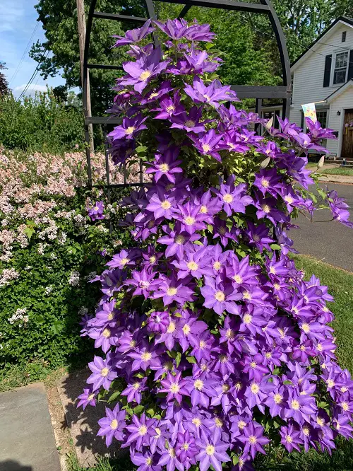 stunning purple ground cover plants 2