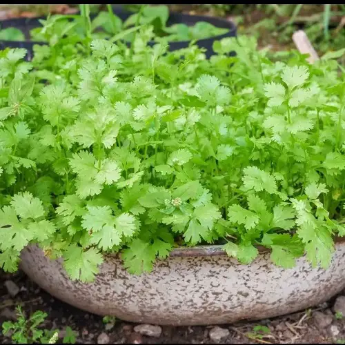 Herbs To Grow in Florida