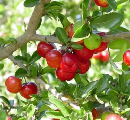 Fruits Grown in the Shade