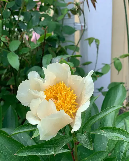 Yellow Peony Varieties