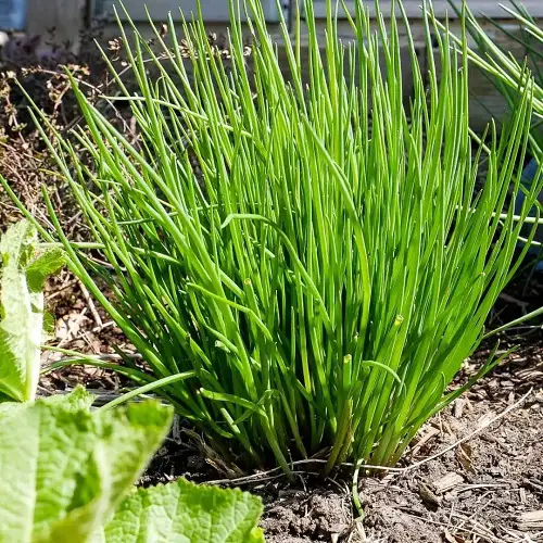 Best Watermelon Companion Plants 1