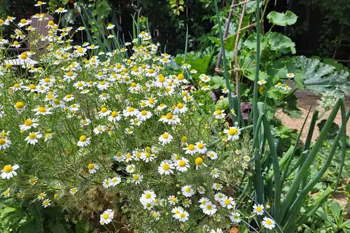 Best Garlic Companion Plants