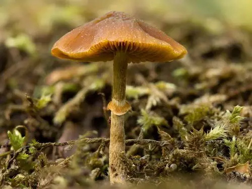 Most Dangerous Mushrooms Easily Found in yard