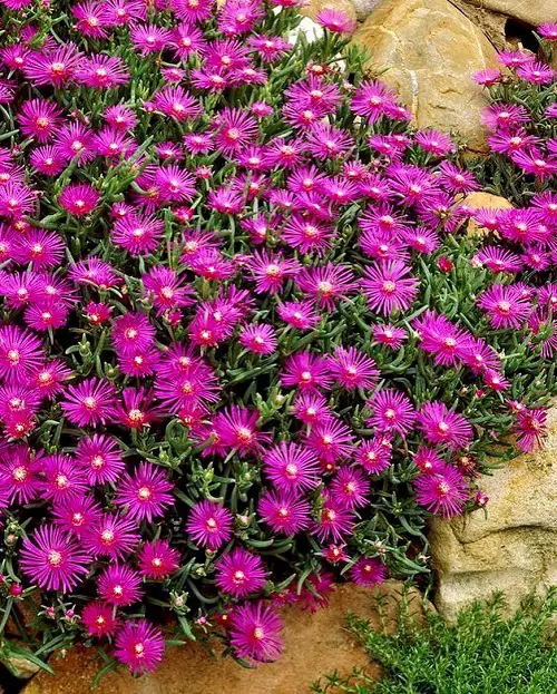 best Annual Flowers that Bloom Throughout the Summer