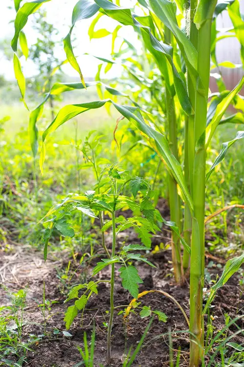Vegetables You Should Never Plant Together 2