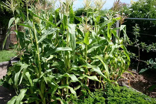Plants That Aren't Good Garlic Partners