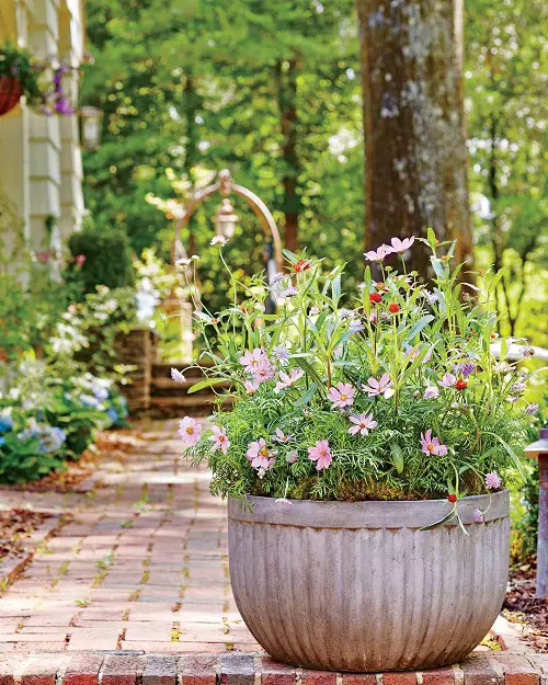 Rosemary Companion Plants cosmos