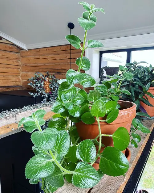 beautiful Best Herbs To Grow in Florida