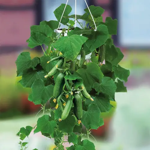 The Best Plants for Curb Appeal
