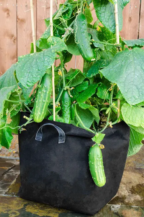 How to Grow Cucumbers in Container3