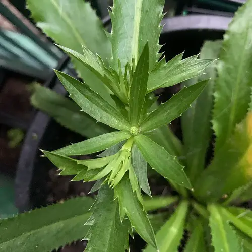 lovely Best Herbs To Grow in Florida