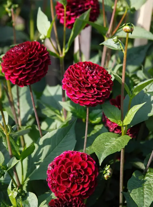 beautiful Red Dahlia Types for a Garden
