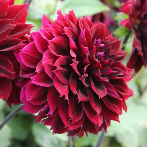 best Fabulous Red Dahlia Varieties for a The garden

