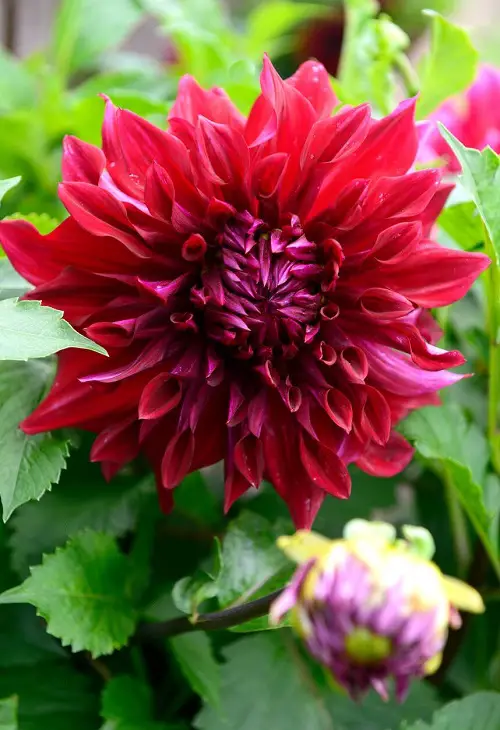 Fabulous Red Dahlia Varieties for a The garden