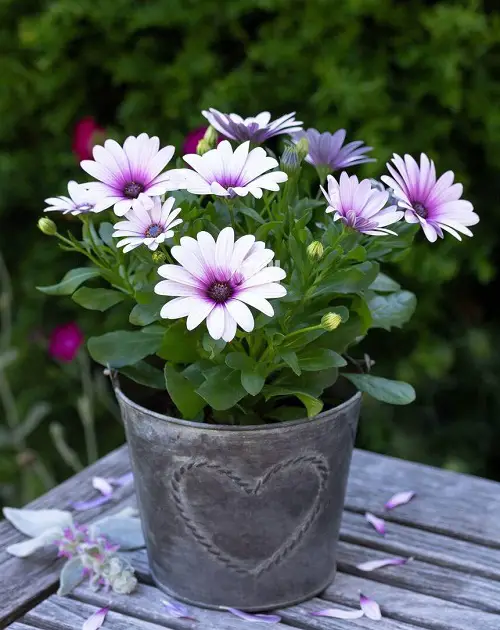 Gorgeous April Birth Month Flower