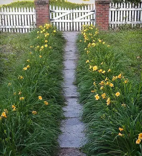  lovely Plants For Walkways 1