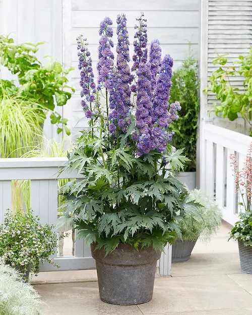  Flowers in Lavender and Purple Colours for garden 