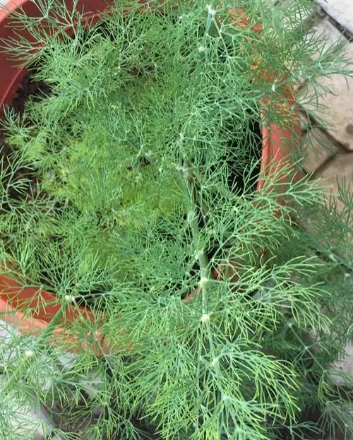 Best Herbs To Grow in Florida 