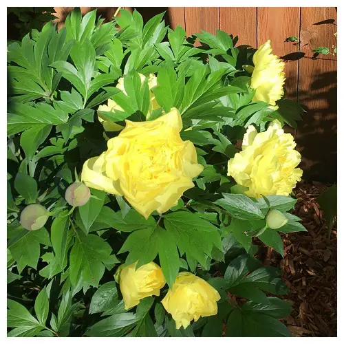 Gorgeous Yellow Peony Varieties for Your Yard