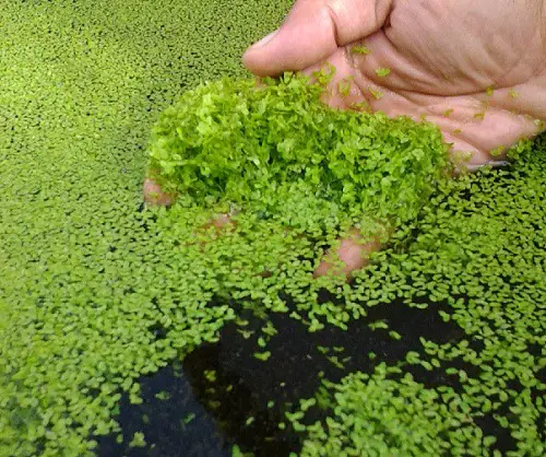 Common Louisiana Swamp Flowers