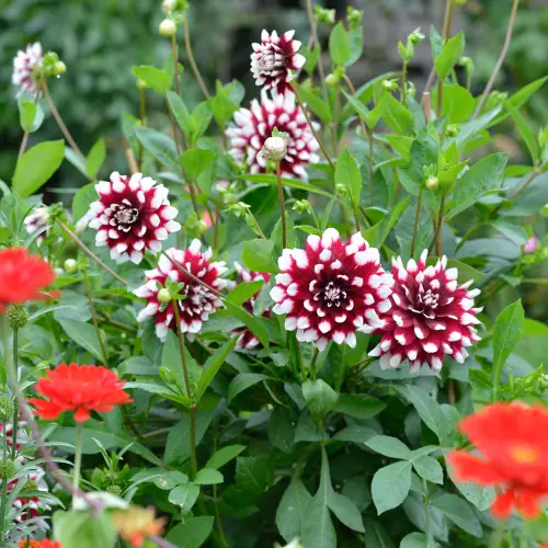 beautiful Best Red Dahlia Varieties for the Garden