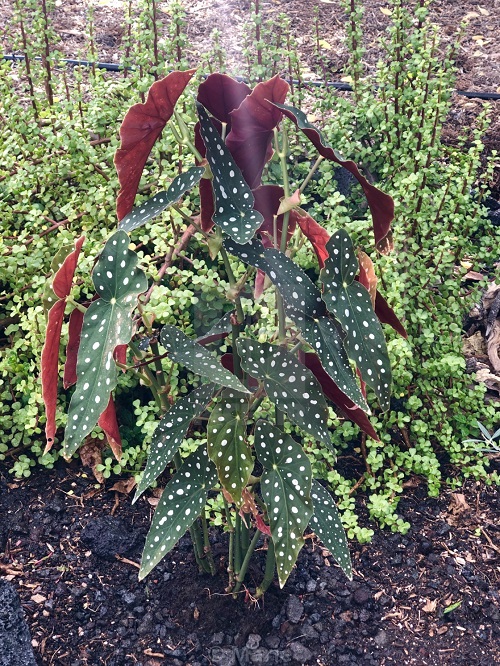 Plants that Look Like a Work of Art in nature