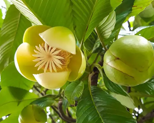 Most Strangest Fruits 6