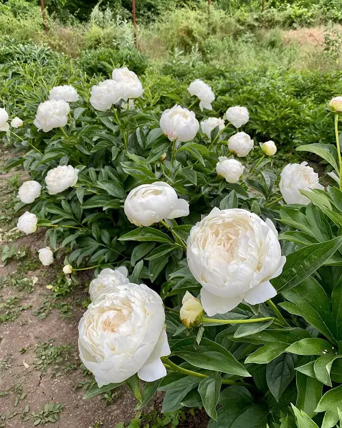 Varieties of Yellow Peonies