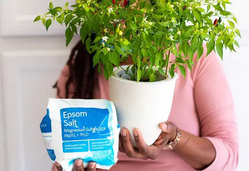 Amazing Uses of Epsom Salt for Tomatoes