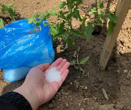 Epsom Salt for Tomatoes to Boost Growth
